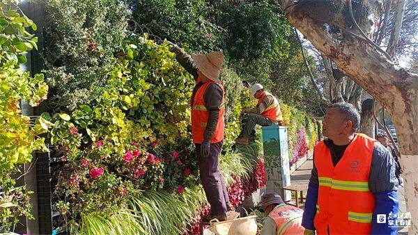 更换鲜花2万盆左右 迎海路“鲜花墙”艳丽夺目(图3)