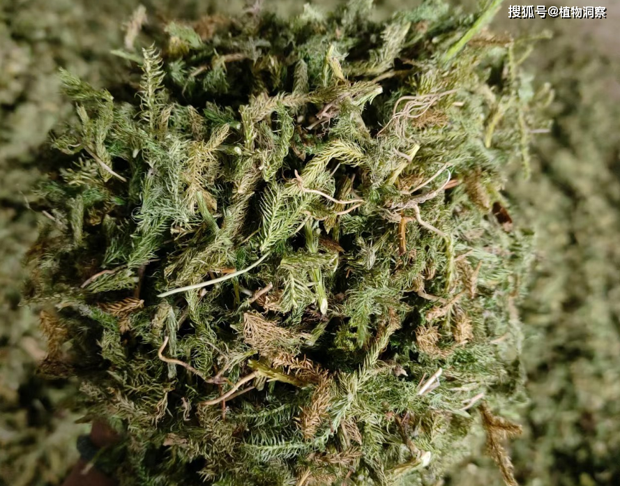伸筋草，又称抽筋草、舒筋草，有5大作用，价值极高，农民朋友要了解！