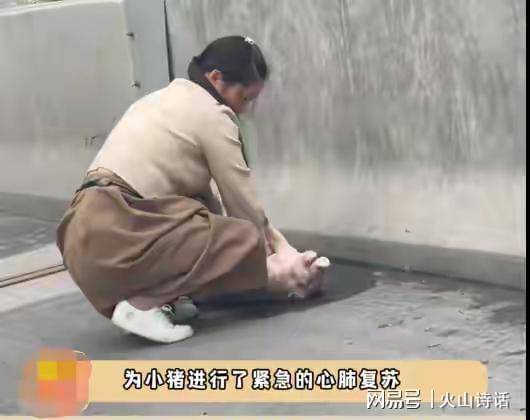 原创游客五一堵车，有女子给猪做心肺复苏！网友：猪猪一定要活过来啊