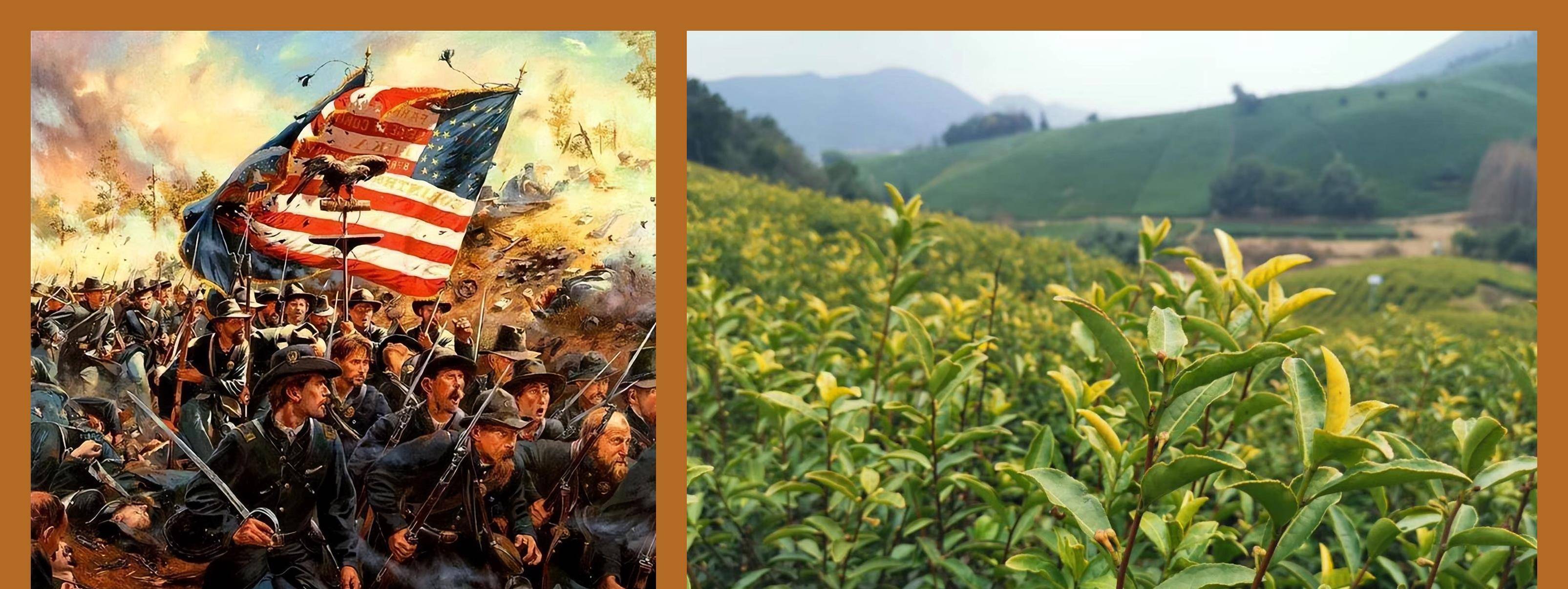 中国茶叶的力量：二百多年前撬动了美国的独