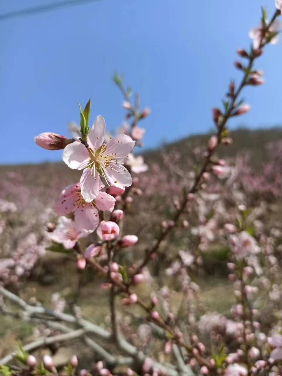 🌸【澳门天天彩免费资料大全免费查询】🌸_雍景·白鹭湾实景示范区开放，定义城市品质生活  第2张