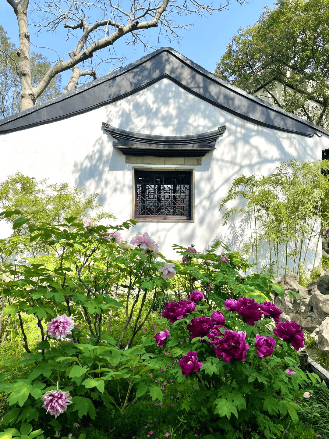 🌸中国妇女报【澳门今晚必中一肖一码准确9995】_城市年轻态 未来更出彩  第1张