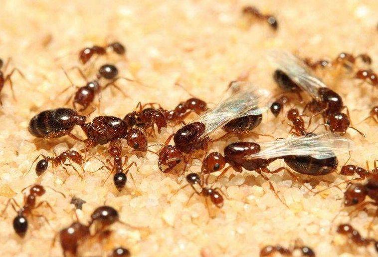 怎么消灭蚂蚁，绿色家居清洁新方式