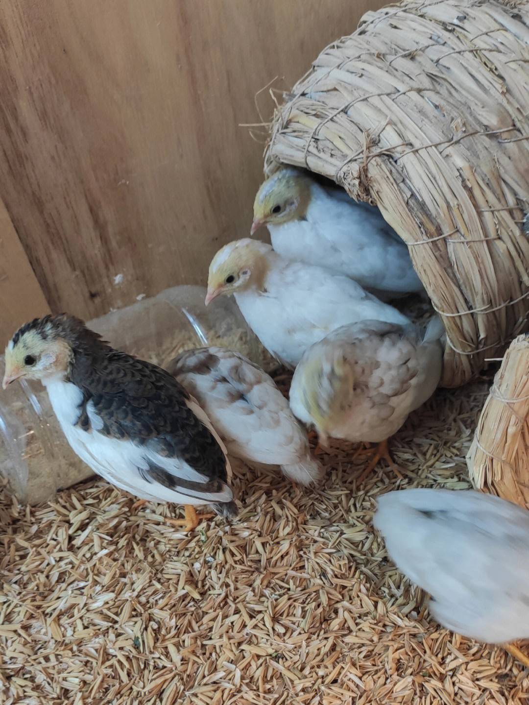 家庭养殖芦丁鸡运用发酵床养殖，无臭无异味，且不用清理粪便