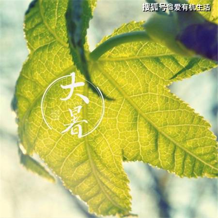 原创北方人大暑吃什么传统食物？