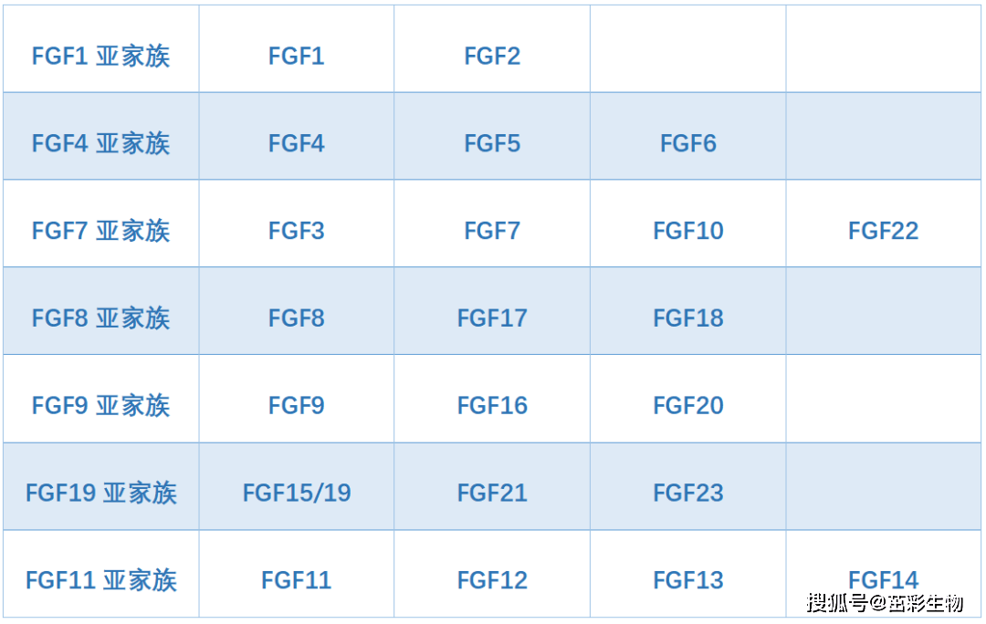 成纤维细胞生长因子(FGF)家族