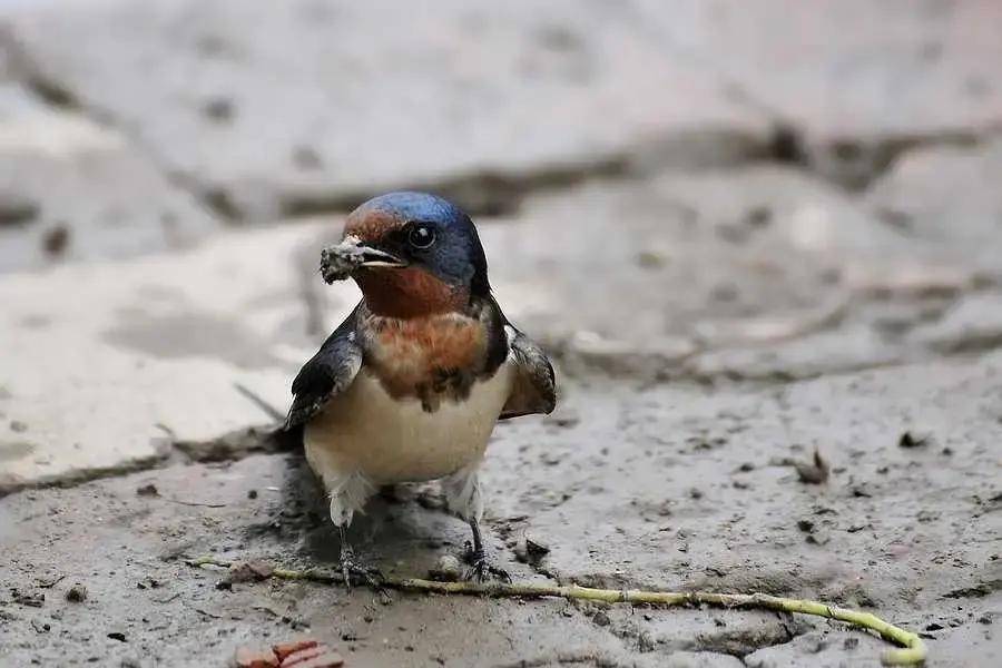 燕子少多了？这锅我们不背，死亡迁徙数万里，却被端上了非洲餐桌