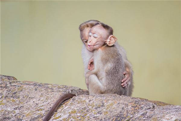 原创
            属猴兔合不合