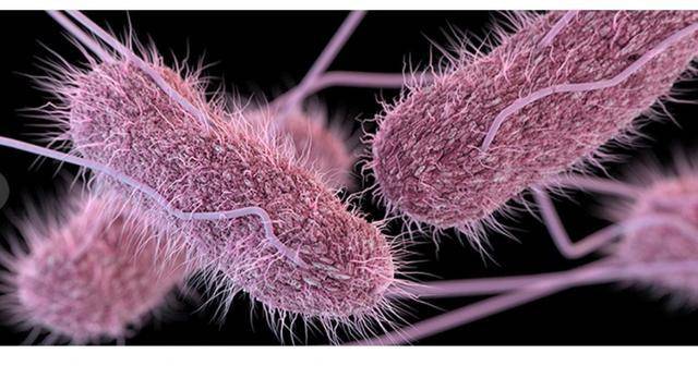 志贺菌，最喜欢的就是冰箱里的蔬菜和水果，像没有保鲜到位的西瓜，更像