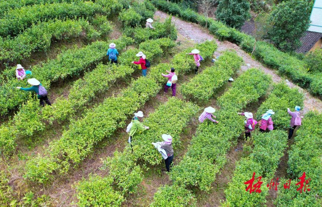 秋泛亚电竞官网茶采摘正当季 茶叶香飘致富路丨梧州市茶园建设带动茶农人均年增收3300元(图1)