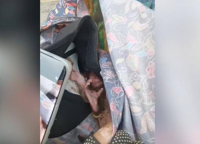 女子在贵阳黔灵公园捡到受伤小猴,养了半年后麻烦不断……相关部门:已涉嫌违法 女子在贵阳黔灵公园捡到受伤小猴,养了半年后麻烦不断……相关部门:已涉嫌违法