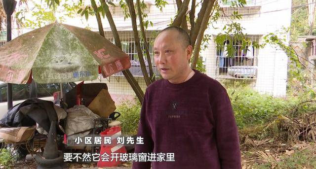 女子在贵阳黔灵公园捡到受伤小猴,养了半年后麻烦不断……相关部门:已涉嫌违法 女子在贵阳黔灵公园捡到受伤小猴,养了半年后麻烦不断……相关部门:已涉嫌违法