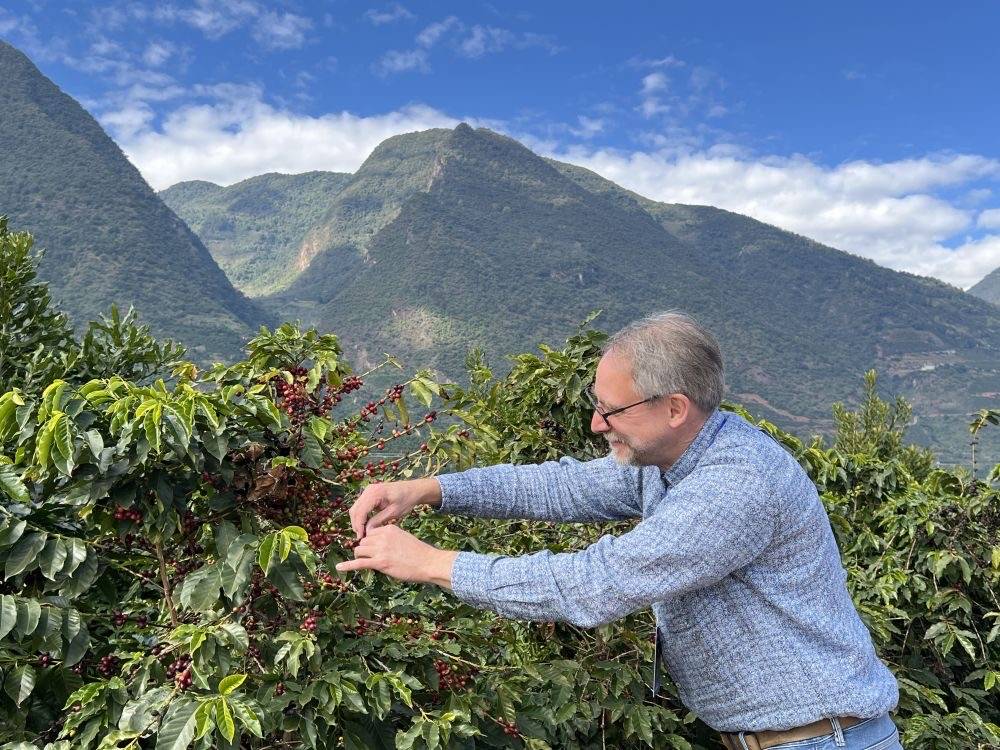 开云平台一杯咖啡从云南大山飘香世界(图2)