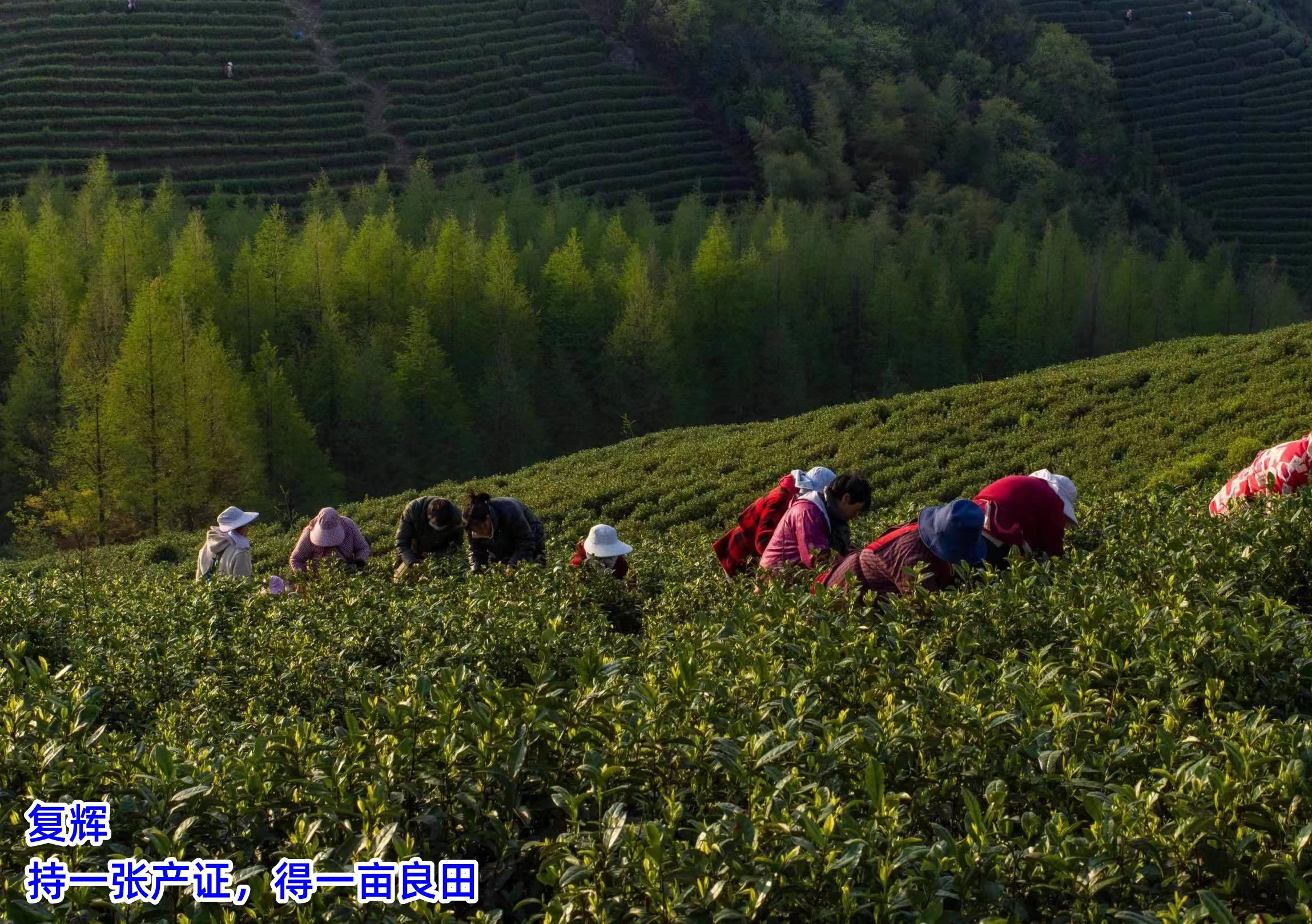 泛亚电竞官网复辉：茶叶电商与新零售模式的崛起(图2)