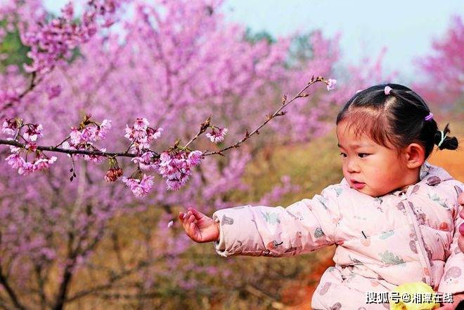 欧亚体育平台韶山市华南村：樱花怒放迎春来(图1)