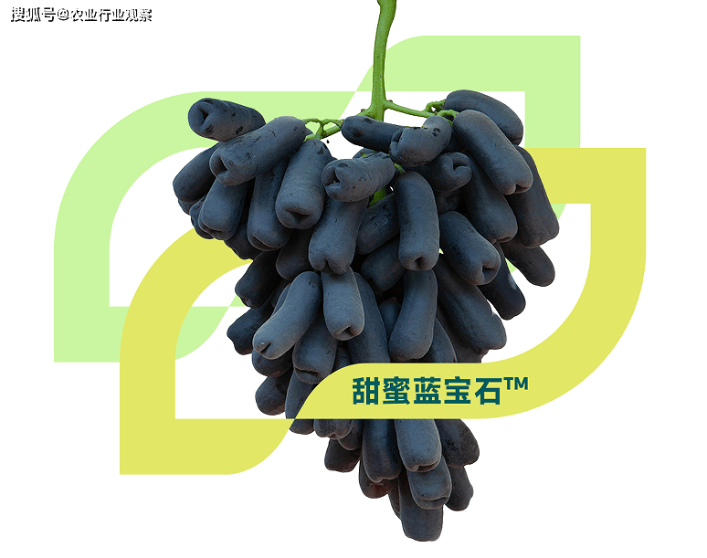 BLOOM FRESH 在中国启动IF开云体育网址G 六葡萄品种合法化项目获煜谦和百果种业鼎力支持(图3)
