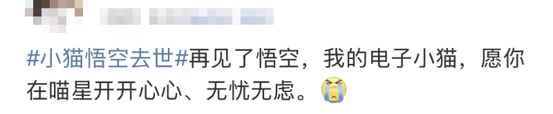 泪崩，网红小猫“悟空”遭车祸去世！主人：曾希望它有72条命