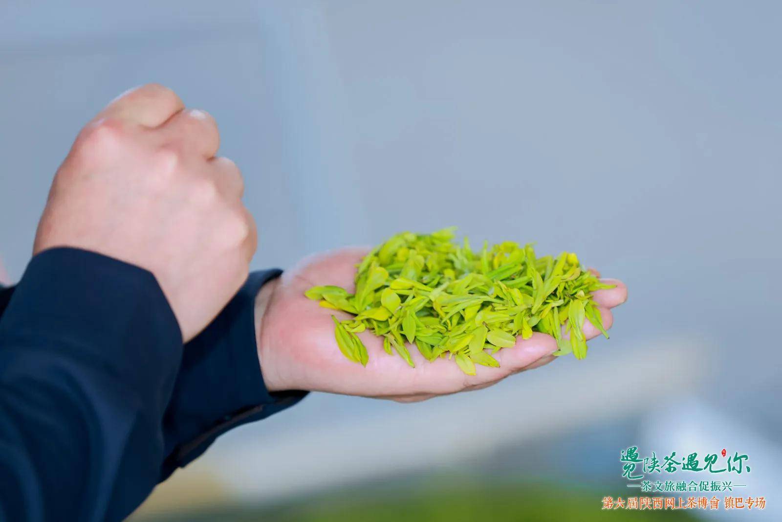 手摘春意茶香飘第六届陕西网上茶博会镇巴专场活动盛大启幕OB电竞APP(图3)