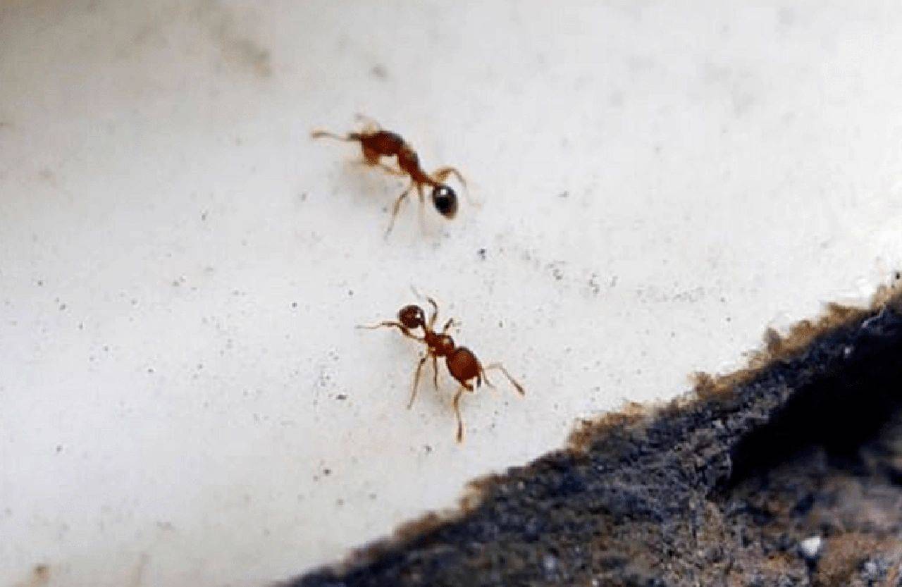 蚂蚁怎么消灭最快方法家庭版？蚂蚁用什么能彻底消灭？速存！