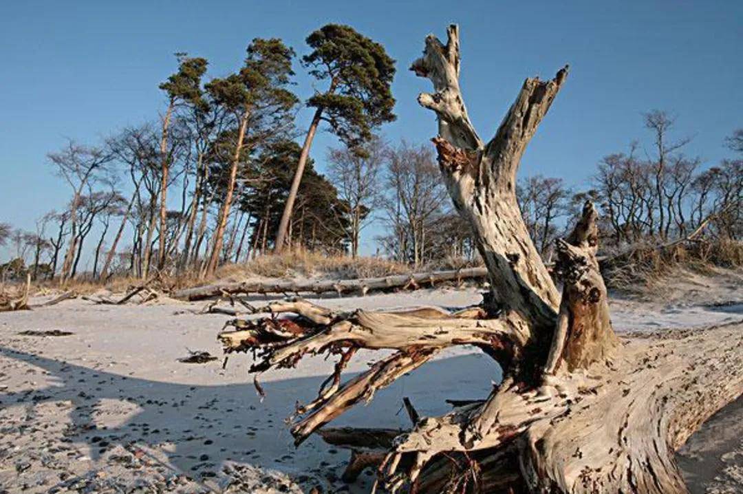 五行之木分甲乙,更分活木和死木!