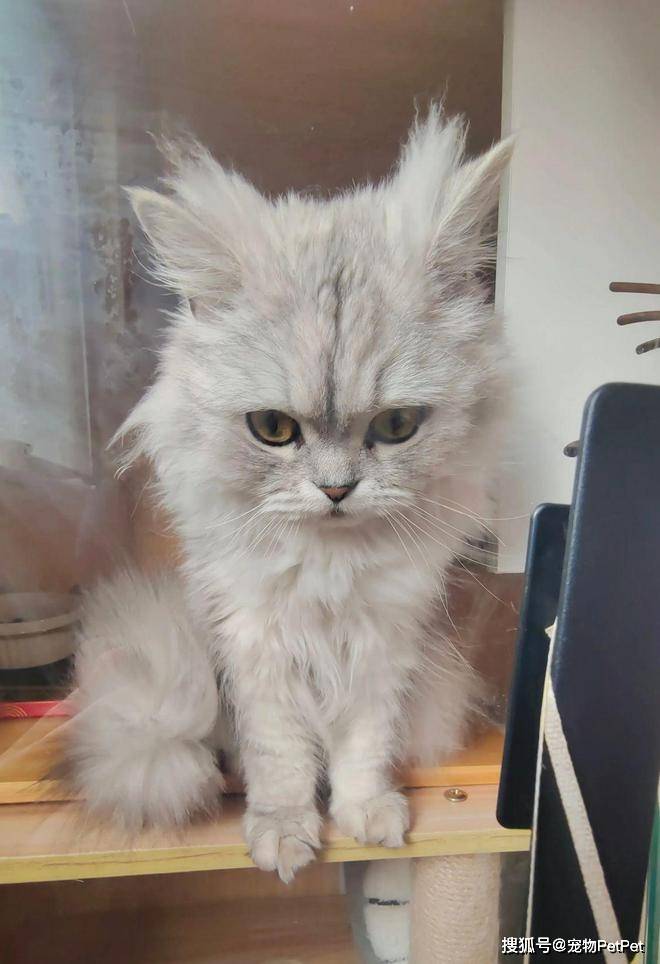 你美滋滋开榴莲猫主子炸毛光速逃一场注定失败的“生化”试探鸡胸肉