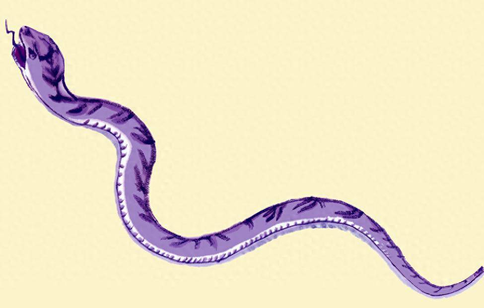 梦境解析，梦见老公抓了两条长长的蛇——深层次的情感与潜意识探索