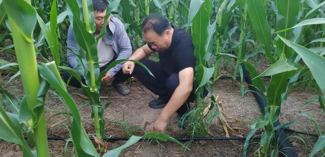 漯河市源汇区沙澧筹备组：以基层治理实效护航抗旱保收 筑牢粮食安全与农民增收防线