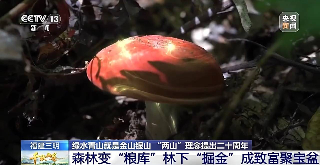 “两山”理念提出二十周年：绿水青山千秋画 万里江山共此卷