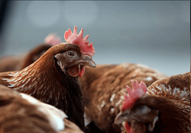 养鸡注意:蛋鸡咳嗽呼噜怎么办?产蛋鸡咳嗽呼噜吃什么药?