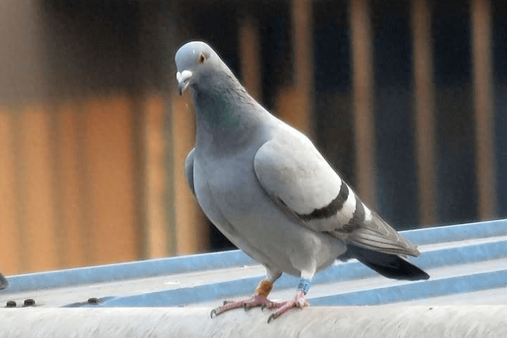 鸽子伤风眼用什么药治？鸽子单眼伤风吃什么药好得快？一文讲清！