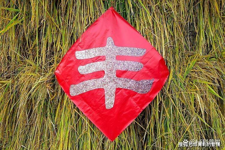 原创             外国网友：为什么英文还在不断造词进步，而中文已经停止演化了？