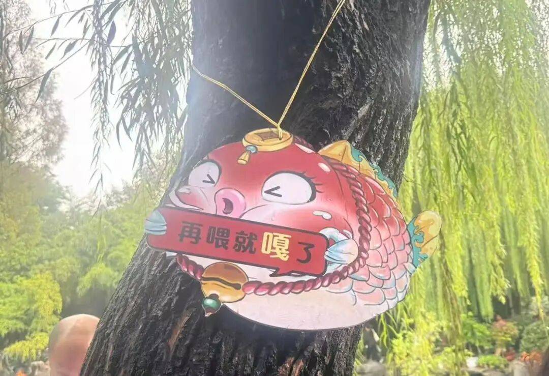 趵突泉的“猪鲤”胖出新高度！有的翻肚皮“仰泳”，景区称游客过多投喂，周围挂告示牌“再喂就嘎了”，此前还设置过锦鲤减肥中心