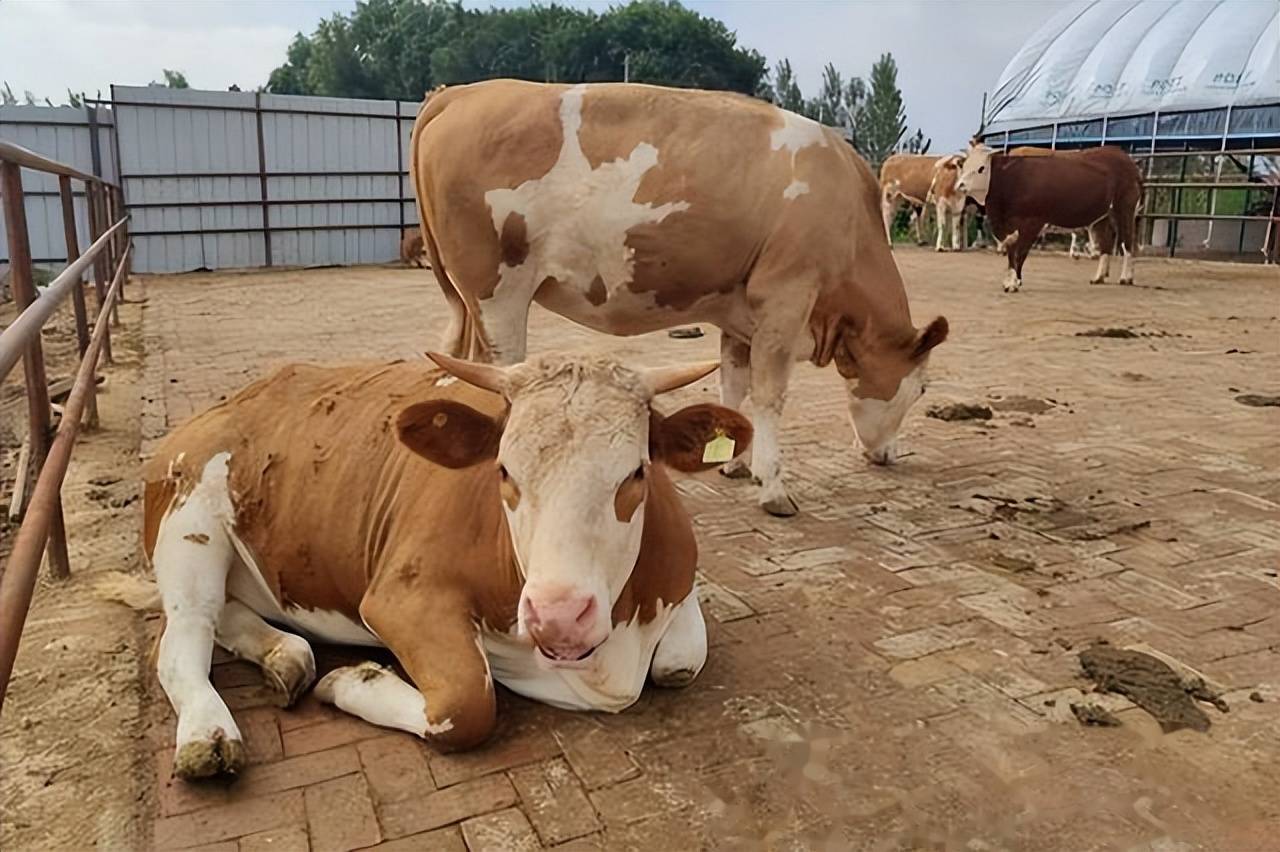 母牛拉稀用什么药最快?母牛拉稀最快的解决方法?