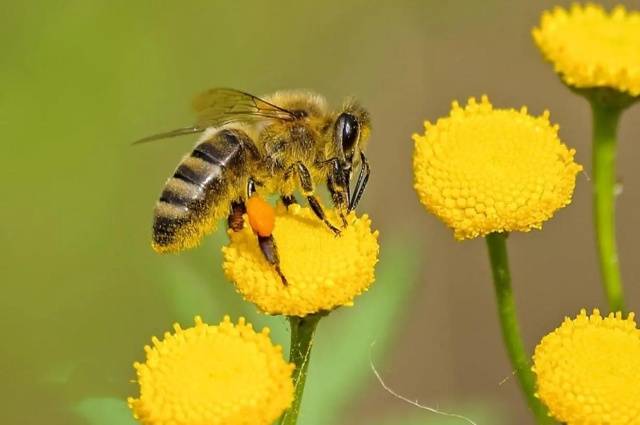 洪都的“中华小蜜蜂”,双垂尾的教练-10,加装了有源相控阵和大屏显
