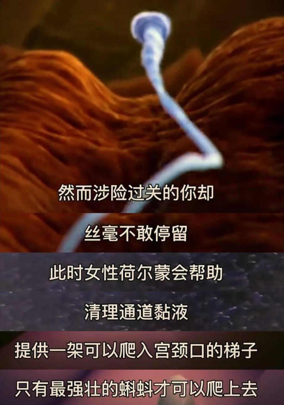 女人体内没有受精的精子去哪里了?身体这样悄悄处理