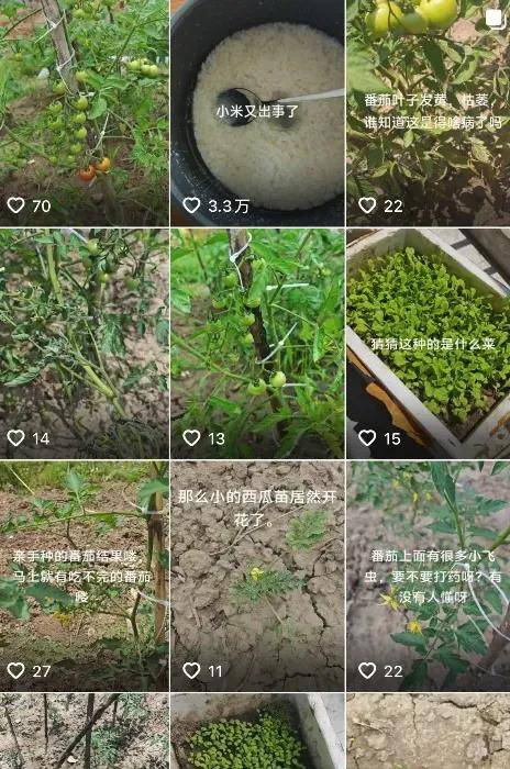 原创             开头一句军儿数月涨粉几十万，阴阳小米雷军成了起号新赛道……