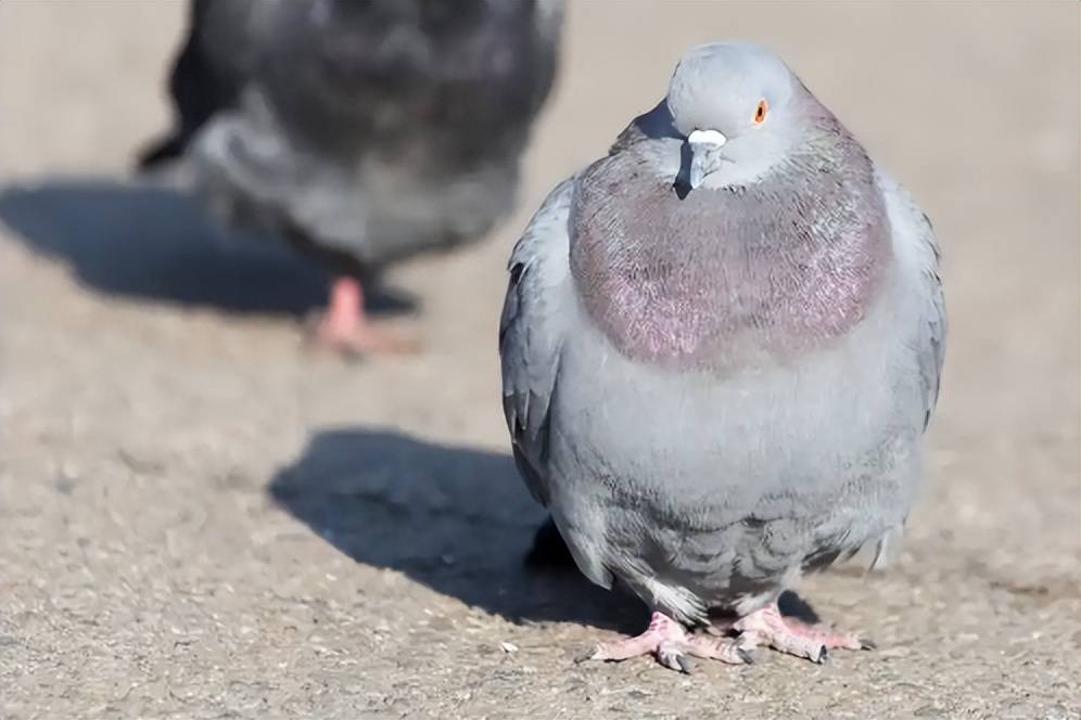 鸽圆环病毒的症状及治疗：分清典型与继发，精准用药是关键！