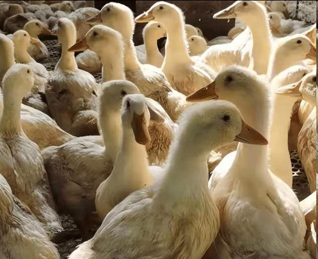 鸭子大肠杆菌什么症状？鸭子大肠杆菌吃什么药？