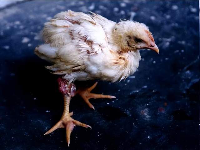 鸡大肠杆菌感染的症状！鸡大肠杆菌病的症状和治疗！