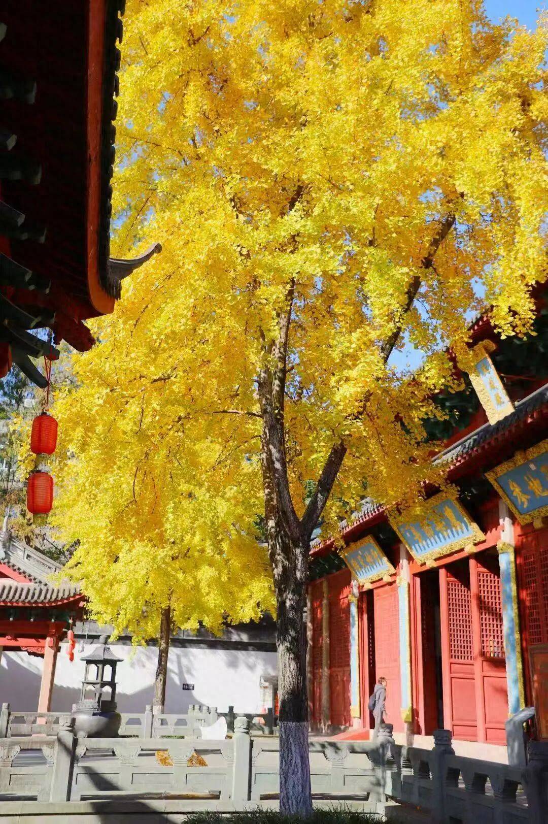 要下雪了！？明天抵达杭州，这波太猛