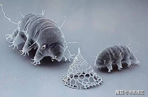 显微镜下的微生物世界：微观中的大宇宙