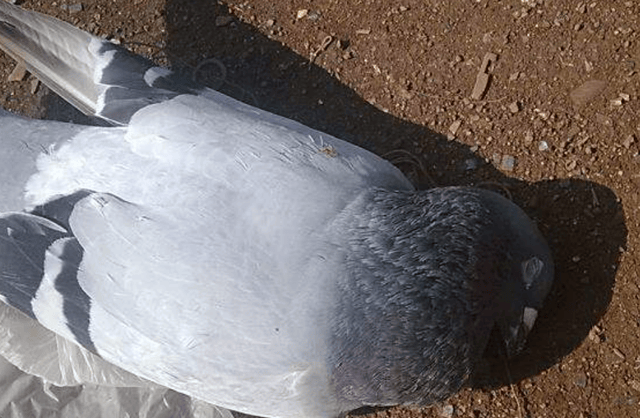 鸽瘟用什么药最有效？鸽瘟最快治疗方法，原来是这个方案！