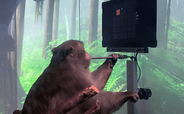 马斯克脑机接口公司重大突破，1.5秒快速植入电极，万人等待上脑