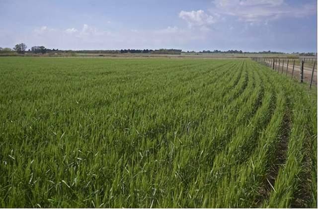 美国办错了一件事，中方取消13.2万吨小麦订单，转向阿根廷下单