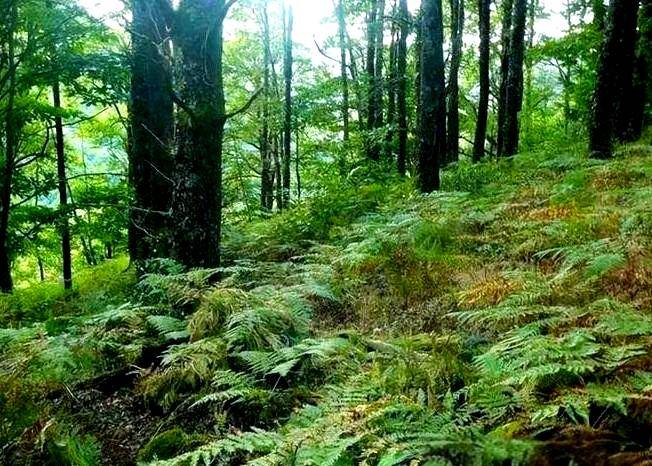 全球最厉害的狙击手伪装术，5张图38秒内全找到，你天赋不一般