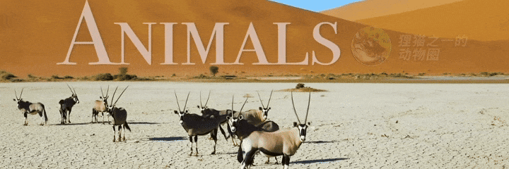 广东女子捕获诡异灰螃蟹，长有“骷髅头”，钳子是身体2倍长！网友：人面魔蟹！