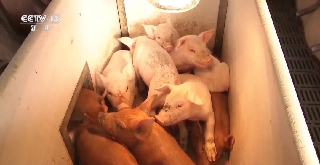 猪价,创历史新低