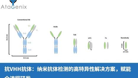 抗VHH抗体：纳米抗体检测的高特异性解决方案，赋能全流程研发