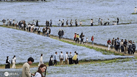 日本茨城粉蝶花绽放 汇成蓝色海洋令人心醉