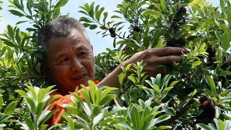 宁波慈溪杨梅进入丰产季：丹实累累照路隅